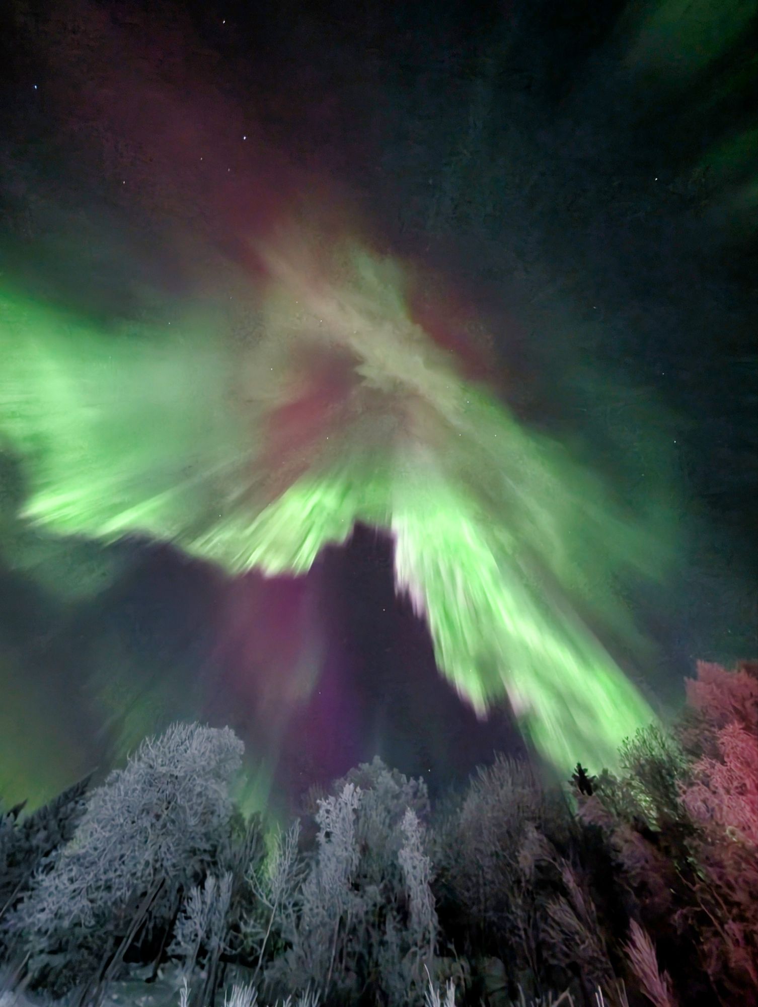 Nordlys over frostdekte trær i Narvik